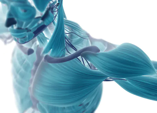shoulder muscle rotator cuff